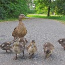 FFFK 06 Josef Motzko