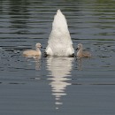 FFFK 08 Josef Motzko