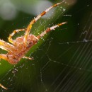 FFFK 14 Bernhard Ressel