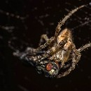 FFFK 16 Bernhard Ressel