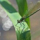 FFFK 17 Barbara Giersch