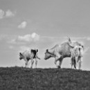 05 LF Kronau 28 Thiele Kathrin