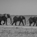 11 LF Kronau 37 Klaus Mozer