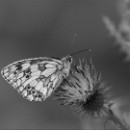 41 LF Kronau 33 Thiele Kathrin