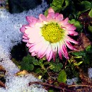 FFC Ketsch Peter Seitz 01