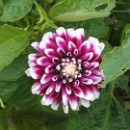 FFC Ketsch Rolf Riesenacker 03