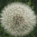 FFC Ketsch Wolfgang Gorzitze 01