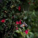 Fotozirkel Mannheim 20 Novotny Felix