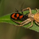 16 Giersch Wolf-Diether