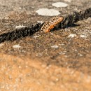 19 Giersch Wolf-Diether