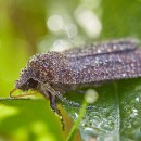 LF kronau 13 Kathrin Thiele