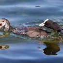 LF kronau 26 Kathrin Thiele