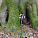 Reflex 82 Meckes 01 Rainer Matthes