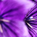 Reflex 82 Meckes 07 Karin Kratz