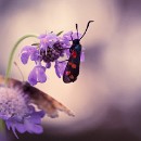 Reflex 82 Meckes 08 Karin Luttmer