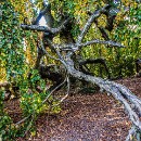 Th1 FC Sinsheim Weis Johann 02