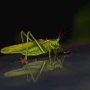 Th2 FC Sinsheim 02 Schiffbauer Heide