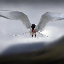 Th2 FFC Ketsch Peter Seitz 04