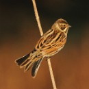 Thema 2 FC Sinsheim 01 Schiffbauer Heide