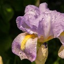 Thema 2 FC Sinsheim 31 Weis Johann