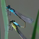 Thema 2 FFC Ketsch Dietrich Schmidt 03