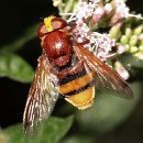 Thema 2 FFC Ketsch Karl Hofmann 01