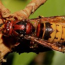 Thema 2 FFC Ketsch Klaus Seitz 03