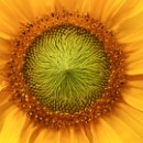 Thema 2 FG Sandhausen 01 Lindenthal Werner