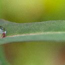 Thema 2 FG Sandhausen 02 Lindenthal Werner