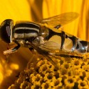 FC Sinsheim Weis Johann 04.jpg