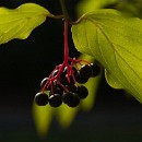 FFFK Mannheim 28 Motzko Josef