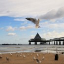 FG Sandhausen 14 Schenkel Gabi 05