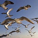 FG Sandhausen 15 Laub Harry 04