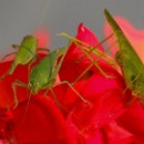 FG Sandhausen 22 Steiner Bernd 04