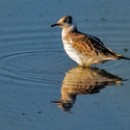 FG Sandhausen 26 Ehret Manfred 05