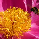 FG Sandhausen 27 Laub Harry 05