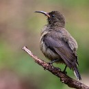 FG Sandhausen 29 Laub Harry 03