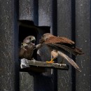 FG Sandhausen 30 Achtstaetter Thomas 05