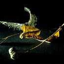 FFFK Mannheim Bernhard Ressel 05