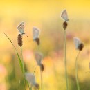 LFK-09 Thomas Schrumpf Bläulinge am Schlafplatz