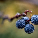 Reflex Meckesheim Goerlich Wilfried 01