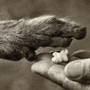 Reflex Meckesheim Hilscher Werner 01