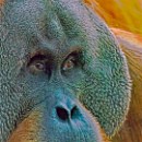 Reflex Meckesheim Kurzen Siegbert 01