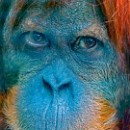 Reflex Meckesheim Kurzen Siegbert 02