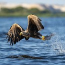 Thomas Bauer - Seeadler